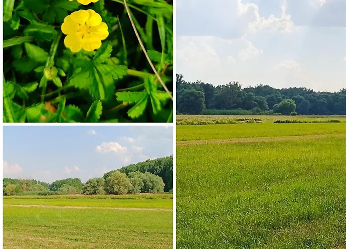 Kicsi Rigó Lakitelek